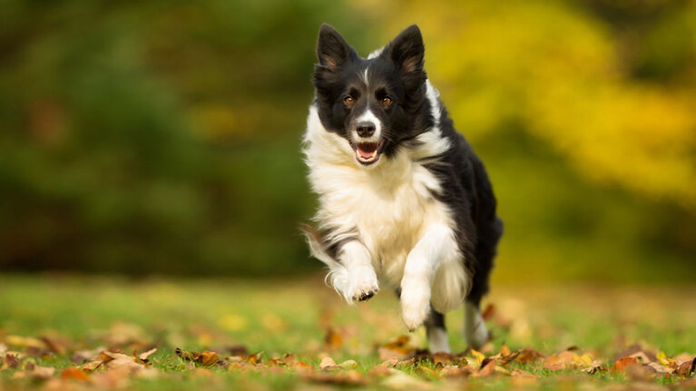 Understanding dogs and third party liability