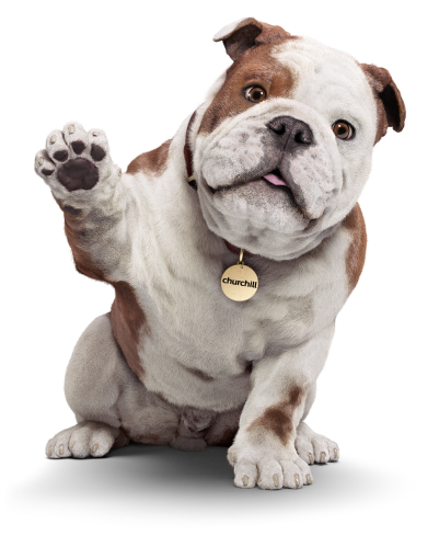 Churchill dog on phone screen