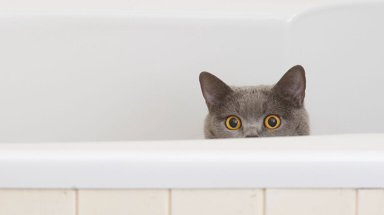 Should you neuter your cat?